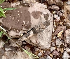 Trimerotropis pallidipennis