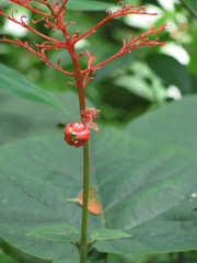 Clerodendrum