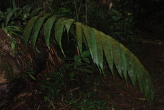 Arecoideae