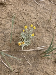 Picradeniopsis oppositifolia