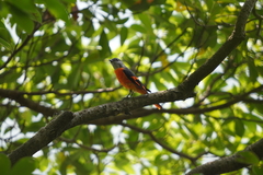 Pericrocotus solaris