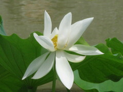 Nelumbo nucifera