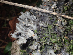 Pseudocyphellaria dissimilis