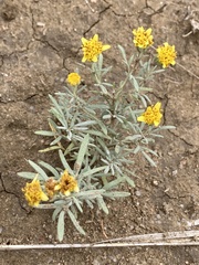 Picradeniopsis oppositifolia