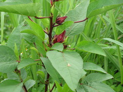 Hibiscus sabdariffa