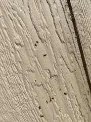 Heteroptera