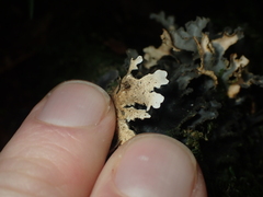 Pseudocyphellaria dissimilis