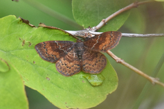 Leptostales rubromarginaria