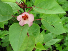 Hibiscus sabdariffa
