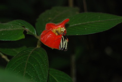 Palicourea tomentosa