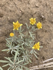 Picradeniopsis oppositifolia
