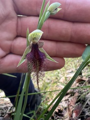 Calochilus robertsonii