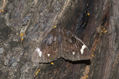 Erebus hieroglyphica