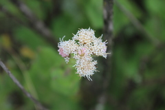 Ageratina scorodonioides