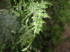 Trachyloma diversinerve