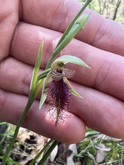 Calochilus robertsonii
