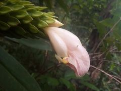 Costus guanaiensis