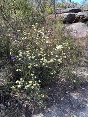 Phebalium squamulosum