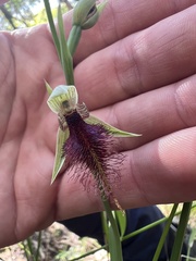 Calochilus robertsonii