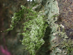 Trachyloma diversinerve