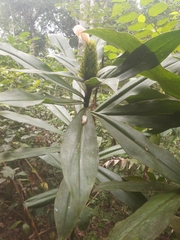 Costus guanaiensis