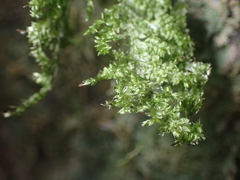 Trachyloma diversinerve