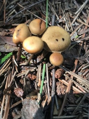 Xeromphalina cauticinalis