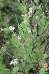 Ageratina scorodonioides