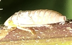 Cicadellinae