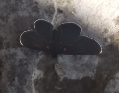 Melanis acroleuca acroleuca