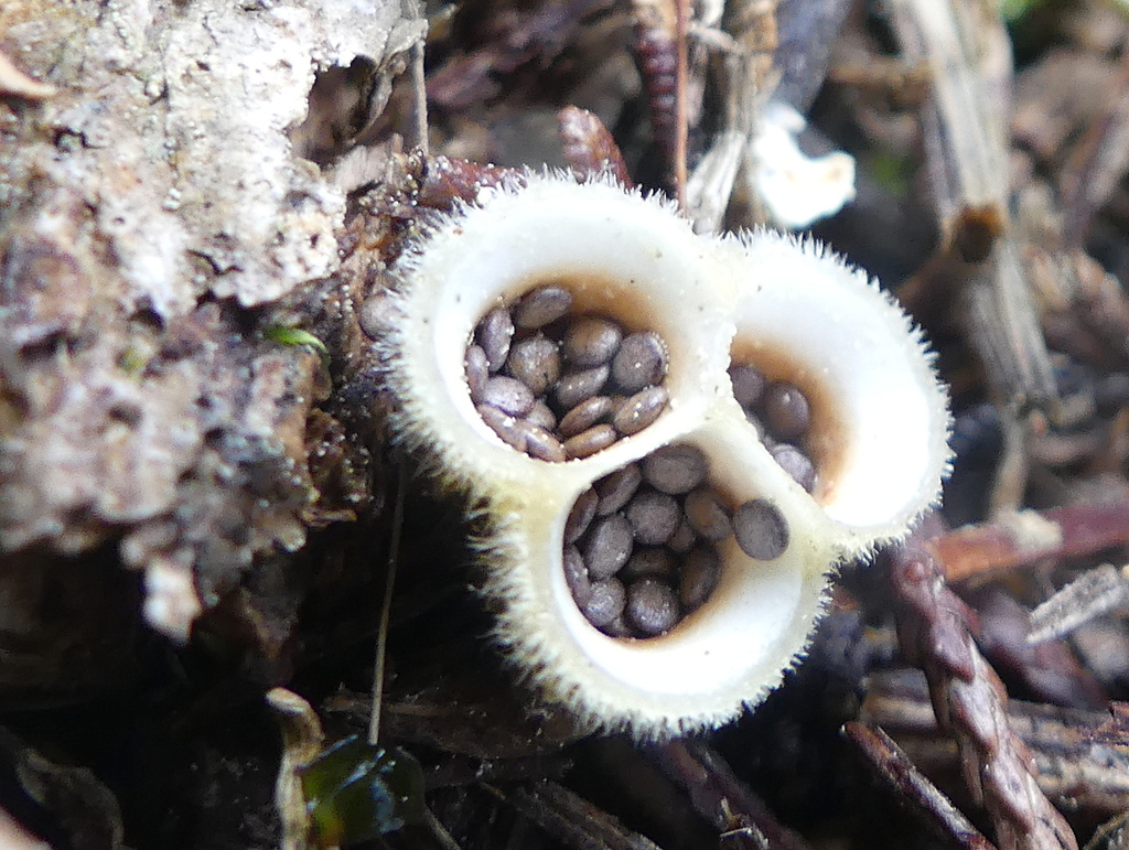 woolly bird's nest fungus from Herring Stream Road, Motueka Valley 7196