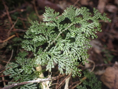 Hymenophyllum flexuosum