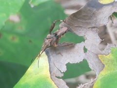 Meropachyini