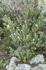 Ageratina scorodonioides