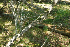 Crataegus chrysocarpa