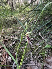 Calochilus robertsonii