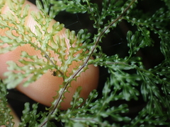 Hymenophyllum flexuosum