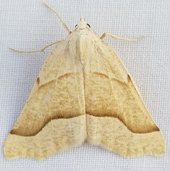 Pherne sperryi