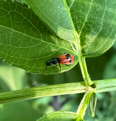 Anthocomus equestris