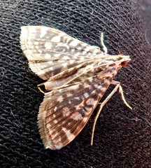 Glyphodes onychinalis