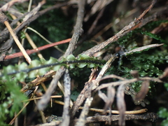 Hymenophyllum flexuosum