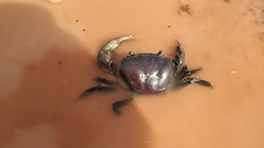 Sayamia bangkokensis