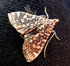 Glyphodes onychinalis