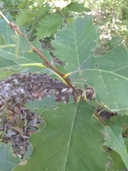 Quercus muehlenbergii