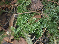Hymenophyllum flexuosum