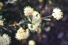 Phebalium squamulosum