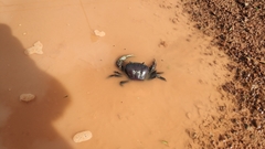 Sayamia bangkokensis