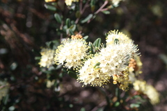 Phebalium squamulosum