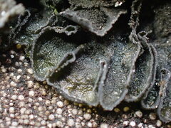 Leptochidium albociliatum