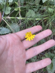 Scorzoneroides autumnalis